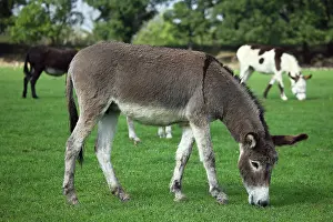Swallowing: Donkey grazing in a meadow - France