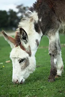 Swallowing: Donkey grazing in a meadow - France