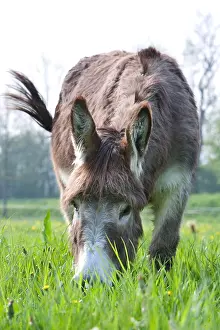Lorraine: Donkey grazing in a meadow Lorraine France