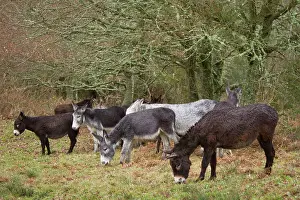 Ainmal: Donkey - group grazing