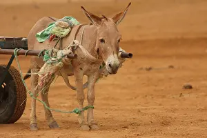 Asses: Donkey harnessed - Northern Senegal