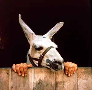 Llama: Donkey and Human Hands, England, Great Britain