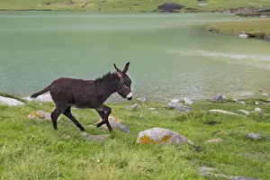 Donkey: Donkey by the Lake Kol Ukok, Kotchkor, Naryn Province