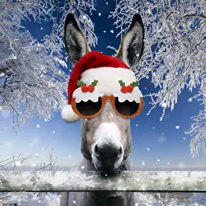 Pudding: Donkey - looking over fence wearing Christmas hat