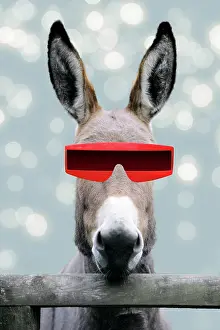 2639: Donkey - looking over fence wearing futuristic sunglasses