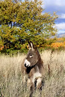 Asses: Donkey in a meadow in autumn Provence France