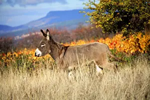 Asses: Donkey in a meadow in autumn Provence France