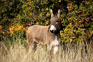 Asses: Donkey in a meadow in autumn Provence France