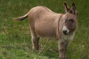 Asses: Donkey in a meadow - France
