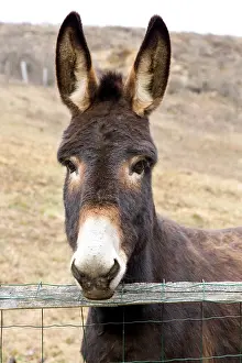 Countryman: A donkey in a meadow Westhalten Haut Rhin