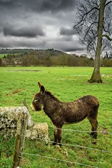 Donkey: Donkey in a meadow in winter, C&, x13496d;d'Or, France