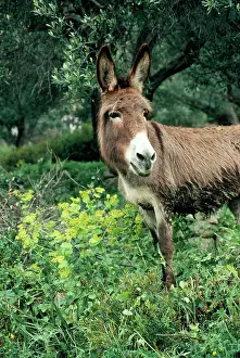 Olives: DONKEY - in olive grove