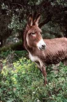 Olive: DONKEY - in olive grove
