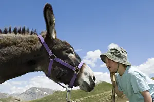 Asses: Donkey pack against a boy Queyras Alps France