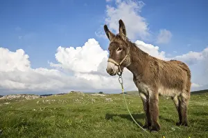 Headcollar: Donkey on the plateau of Font dUrle, Vercors Regional