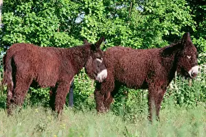 Poitou: Donkey - Poitou breed