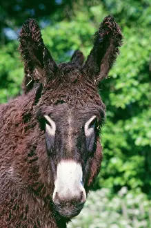 Poitou: Donkey - Poitou breed