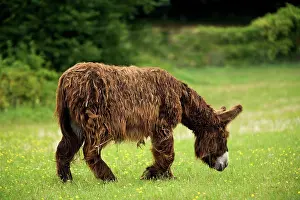 Scruffy: Donkey - Poitou breed grazing