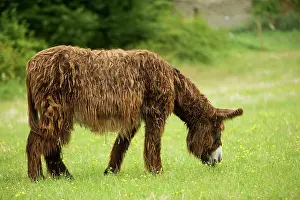 Scruffy: Donkey - Poitou breed - grazing