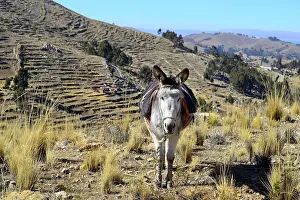 Blankets: Donkey tied to leg with halter and seat blankets