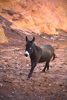 Mines: Donkey trotting in career ocher Provence France