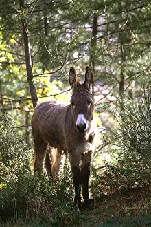Asses: Donkey in the underbrush of the pine forest Provence France