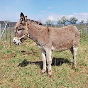 Tack: Donkey - side view
