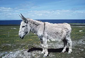Donkey: DONKEY - side view