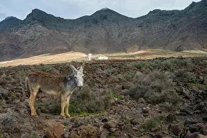 Donkey: Donkey before Villa Winter in the rocky cliffs of
