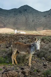 Donkey: Donkey before Villa Winter in the rocky cliffs of