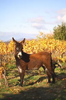 Asses: Donkey to a vineyard in Fall Provence France