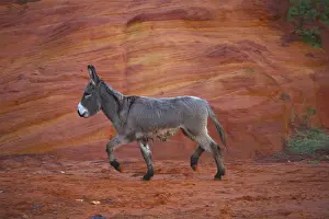 Mines: Donkey walking in a career ocher Provence France