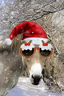 Pudding: Donkey - wearing Christmas hat and glasses in snowy scene