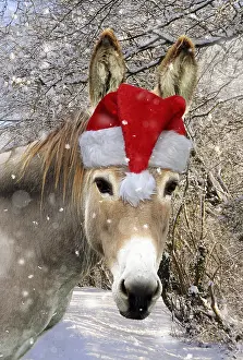 101019: Donkey - wearing Christmas hat in snowy scene