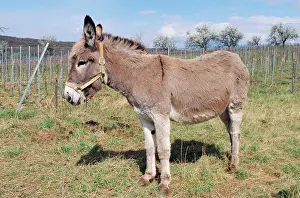 Tack: DONKEY - wearing halter