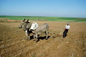 Ploughing: Donkey - working donkeys, ploughing field