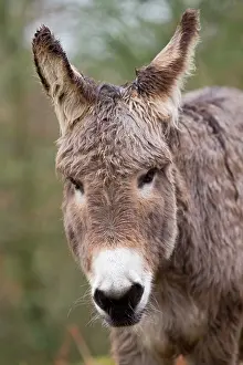 Ainmal: Donkey - young portrait