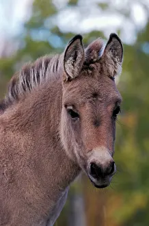 Pricked: Donkey, young, portrait closeup