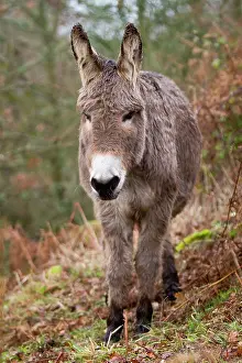 Ainmal: Donkey - young standing