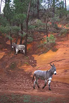 Mines: Donkeys in a career ocher Provence France