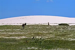 Asses: Donkeys in the dunes of Jericoacoara - Ceara Brazil