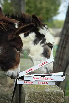 Materials: Donkeys eating a pizza at the water's edge - France