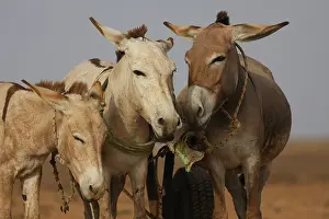 Asses: Donkeys harnessed - Northern Senegal
