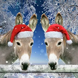 Donkey: Two Donkeys - looking over fence wearing Christmas