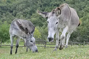 Ard Che: Donkeys in a meadow in Ardeche France