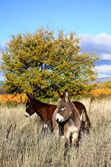 Asses: Donkeys in a meadow in autumn Provence France