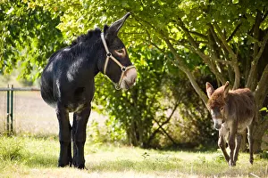 Orchards: Two Donkeys in an orchard Champagne-Ardenne France