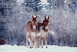 Winters: Donkeys, pair standing together at pasture in snow