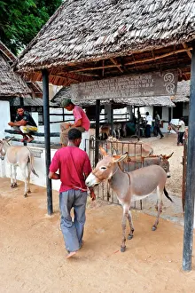 Veterinarian: Donkeys are the primary means of transportation