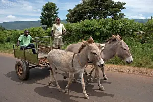 Pulling: Donkeys - pulling carts between Ol Pejeta Conservancy
